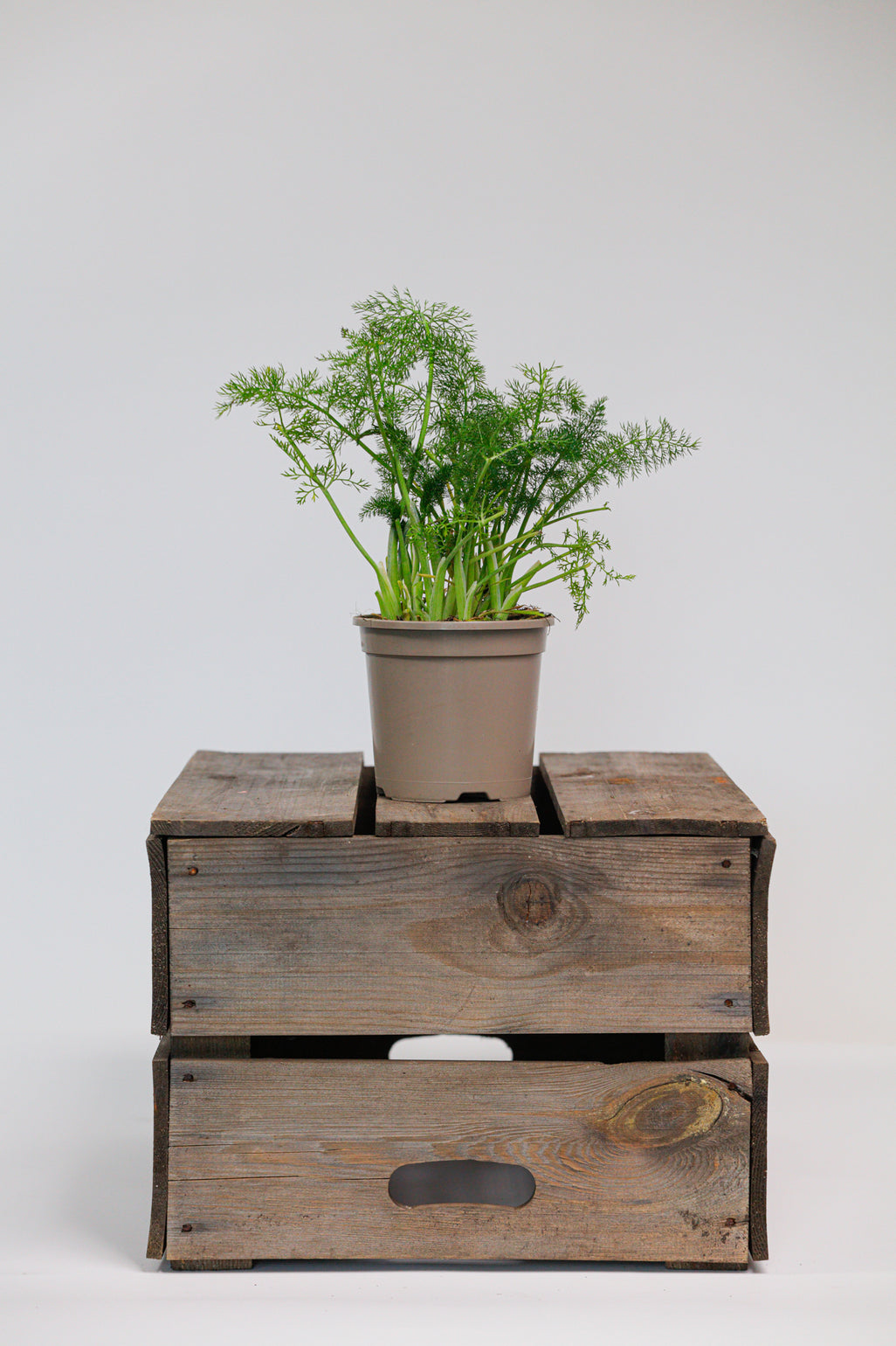 products/SotoProductShootLowQ-1736.jpg